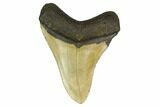 Fossil Megalodon Tooth - North Carolina #146841-2